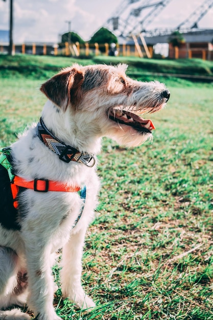 Un perro con un arnés se sienta en un parque.