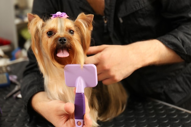 Perro de aseo de peluquería canina en el salón