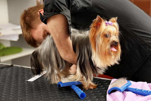 Perro de aseo de peluquería canina en el salón