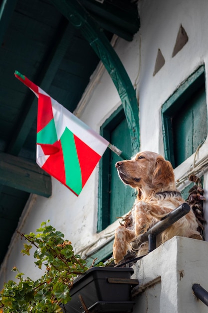 Foto perro asomándose al balcón con la bandera del país vasco