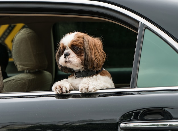 El perro asomó la cabeza por la ventana