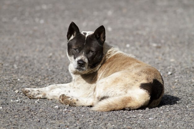 Perro de aspecto sin hogar (Cuidado perro)