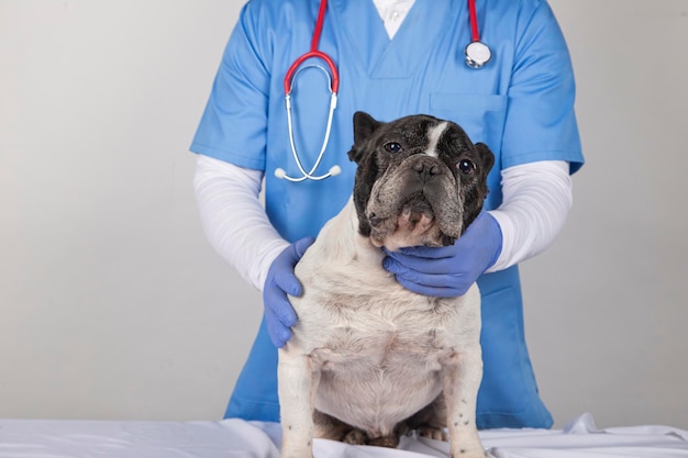 Foto perro asustado en la cirugía veterinaria