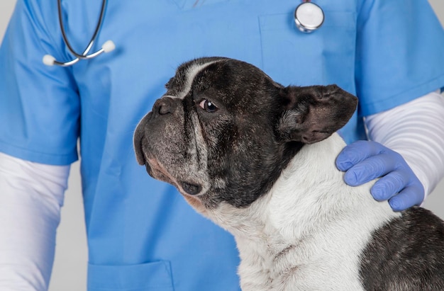 Perro asustado en la consulta veterinaria