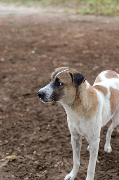 Perro asustado de pie cerca de un charco