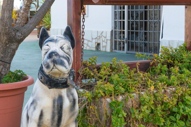 perro atado adorno