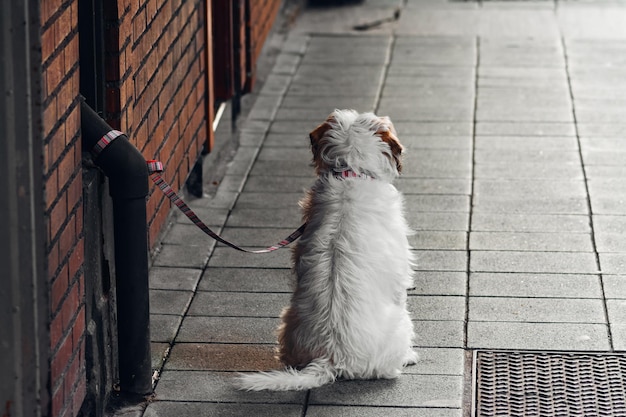 Perro atado a un poste de luz mientras espera pacientemente en la calle.