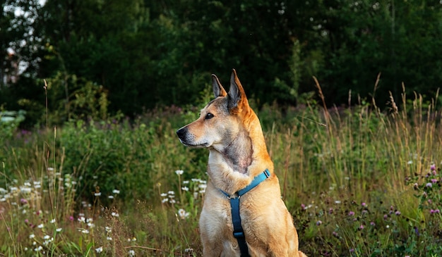 Perro atento en prado herboso en la naturaleza