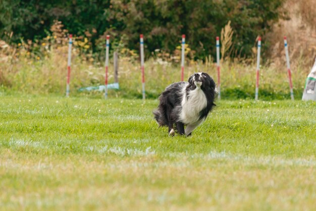 Perro atrapando disco volador en salto, mascota jugando al aire libre en un parque. evento deportivo, logro en spo