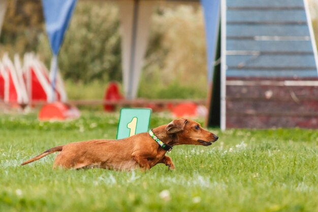 Perro atrapando disco volador en salto, mascota jugando al aire libre en un parque. evento deportivo, logro en spo