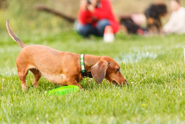 Perro atrapando disco volador en salto, mascota jugando al aire libre en un parque. evento deportivo, logro en spo