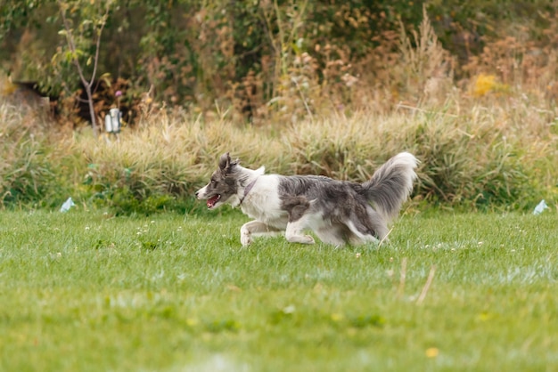 Perro atrapando disco volador en salto, mascota jugando al aire libre en un parque. evento deportivo, logro en spo