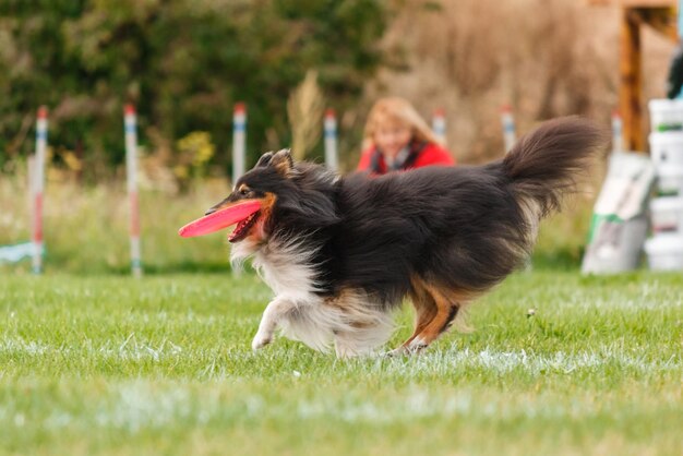 Perro atrapando disco volador en salto, mascota jugando al aire libre en un parque. evento deportivo, logro en spo