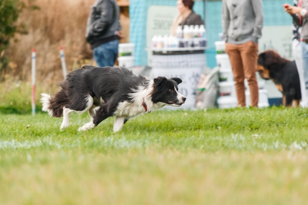 Perro atrapando disco volador en salto, mascota jugando al aire libre en un parque. evento deportivo, logro en spo