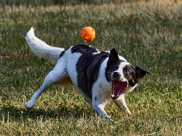 Perro atrapando una pelota