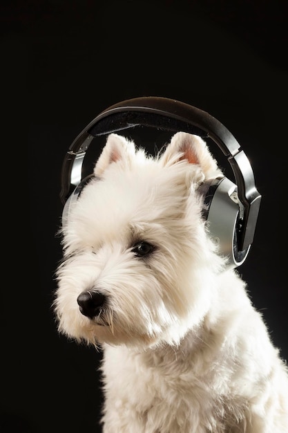 Perro en auriculares escuchando música