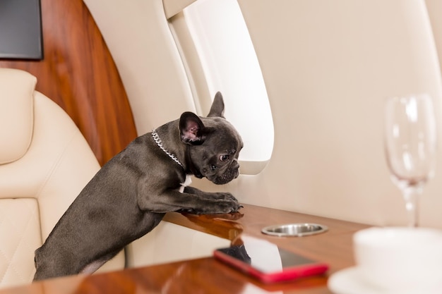 Perro en el avión. Bulldog francés en un tablero, enfoque selectivo. transporte de perros