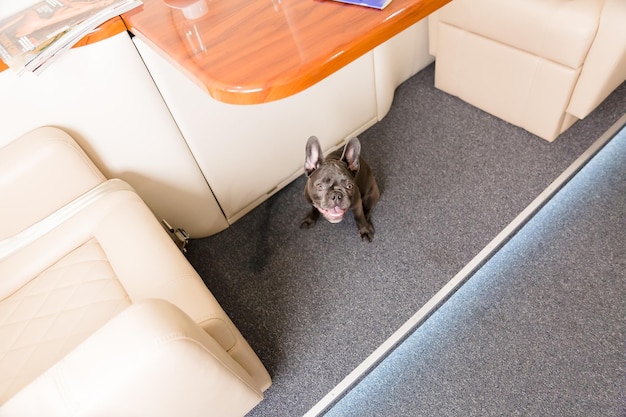 Perro en el avión. Bulldog francés en un tablero, enfoque selectivo. transporte de perros