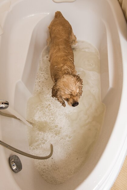 Foto perro en el baño