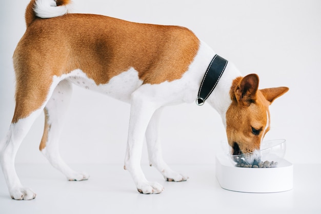 Perro basenji blanco rojo comiendo alimento aislado