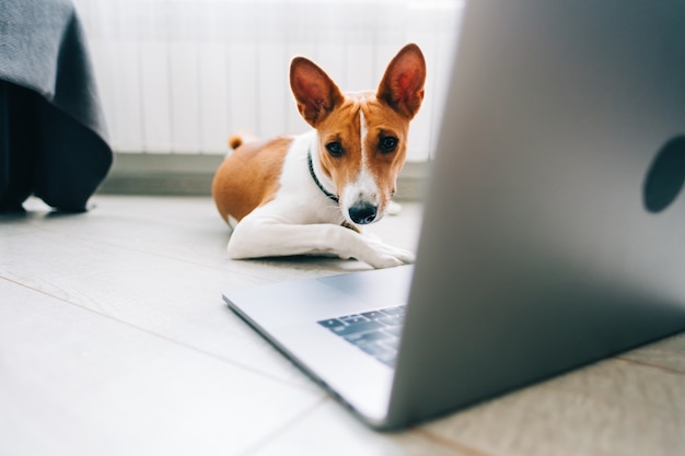 Perro basenji blanco rojo tirado en el suelo con ordenador portátil.