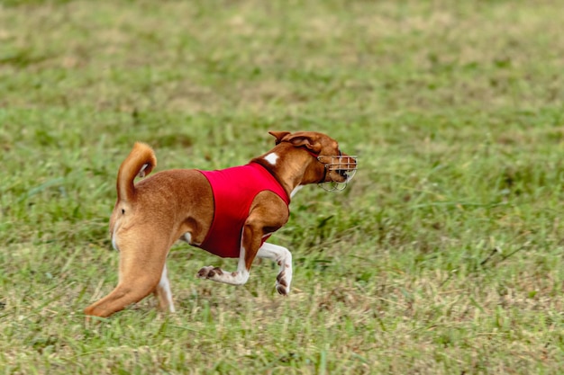 Perro basenji corriendo con una chaqueta roja en el campo de carreras