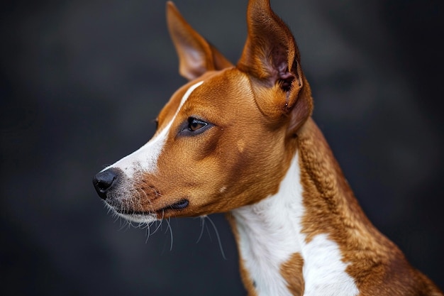 Un perro Basenji real en un retrato en primer plano