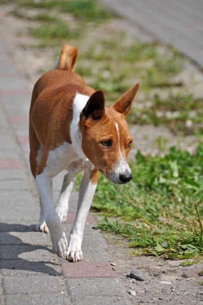 Perro Basenji rojo corriendo por la carretera en el patio