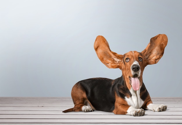 Perro Basset Hound en el fondo