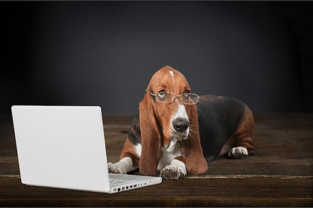 Perro Basset Hound en gafas con portátil en el fondo