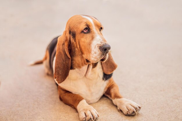 El perro Basset Hound sentado y mirando a la cámara