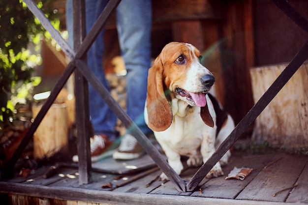 Un perro basset perro está sentado en el porche en el jardín de verano.