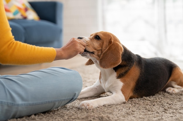 Perro beagle acostado en la alfombra comiendo comida para perros en la mano de una joven asiática en la sala de estar en un hogar acogedor