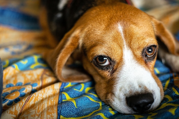 Perro Beagle acostado en la cama colorida.