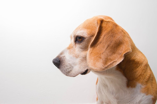 Perro beagle adulto acercándose a su cara