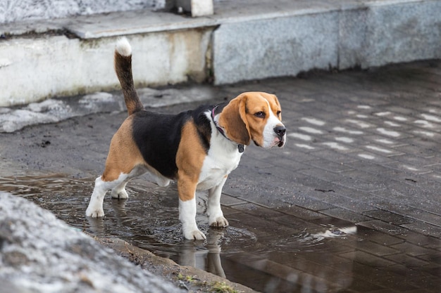 Un perro beagle adulto está parado en el espacio de copia de la calle