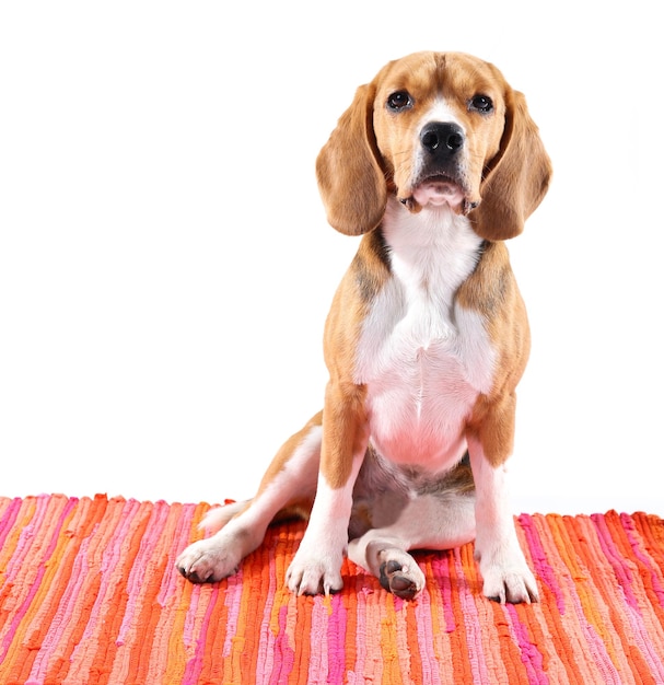 Perro Beagle aislado en blanco