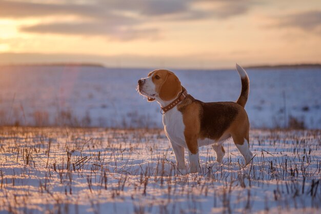 Perro Beagle caminando en el atardecer de invierno por la noche