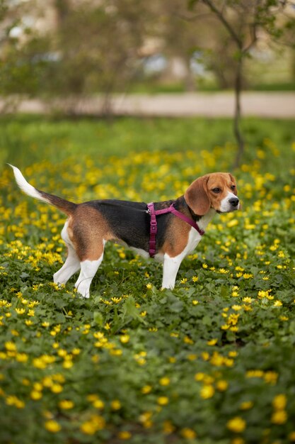 Un perro beagle en un campo de flores amarillas.