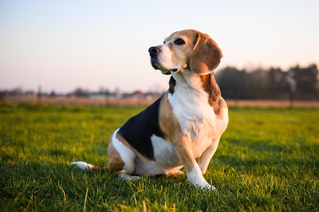 Perro Beagle en un campo de hierba al atardecer