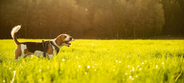 Perro beagle en un campo de hierba en la distancia