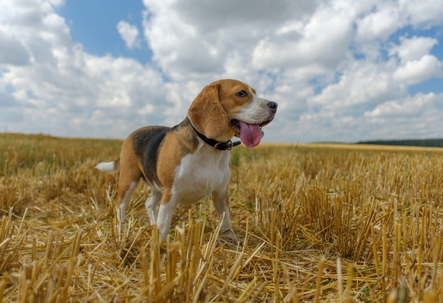 Perro Beagle en campo de trigo de rastrojo en un día soleado de verano