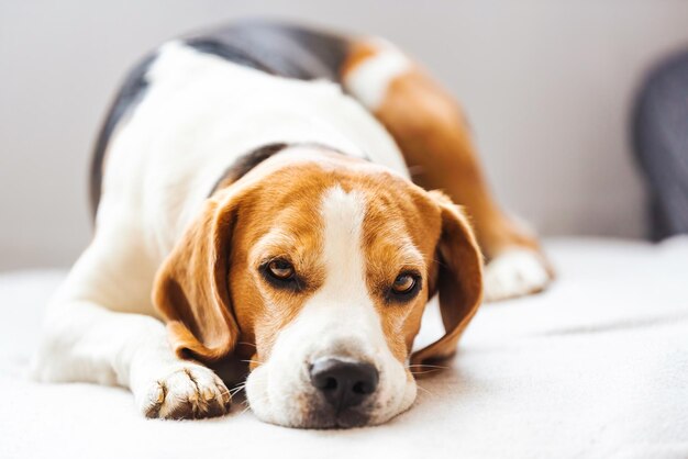 El perro beagle se cansa y duerme en un sofá acogedor.