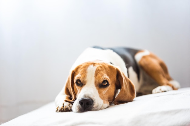 El perro beagle se cansa y duerme en un sofá acogedor.