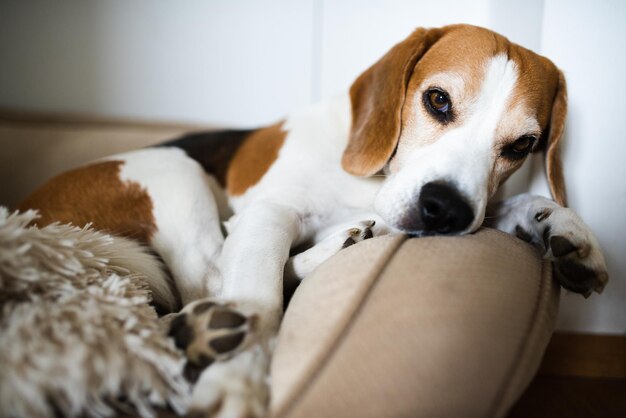 El perro beagle cansado duerme en un sofá bajo los rayos del sol.