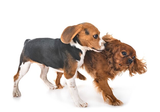 Perro beagle y cavalier king charles aislado en blanco