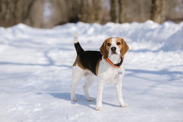 El perro Beagle corre y juega en el bosque de invierno en un día soleado y helado