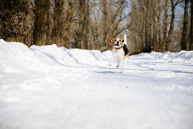 Perro Beagle corre y juega en el bosque de invierno en un soleado día helado