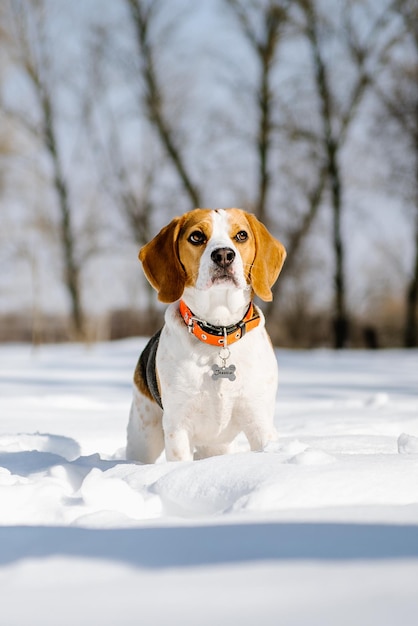 Foto perro beagle corre y juega en el bosque de invierno en un soleado día helado