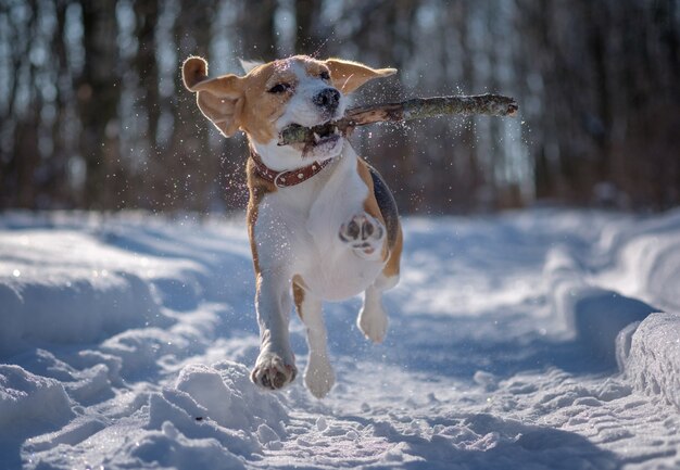 Perro Beagle corre y juega en el bosque de invierno en un soleado día helado